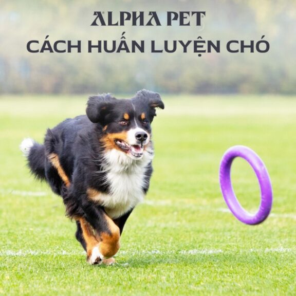 Cách huấn luyện chó tại nhà