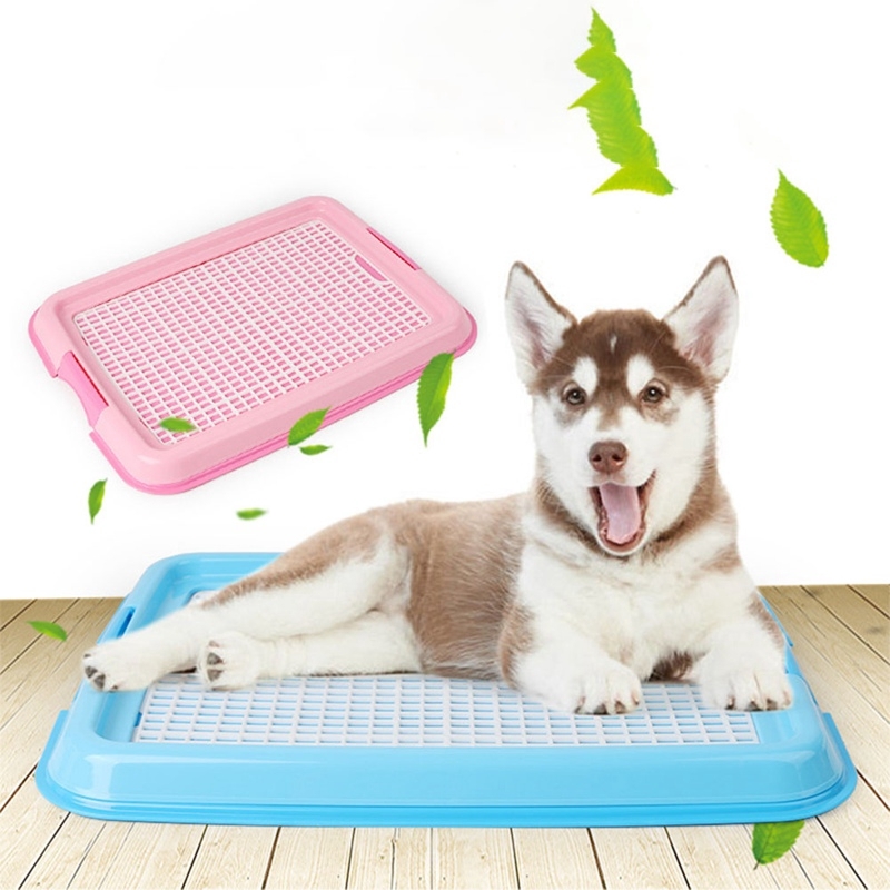 Cách chọn khay vệ sinh cho chó