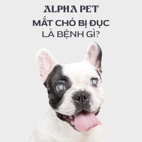 Mắt chó bị đục là bệnh gì?