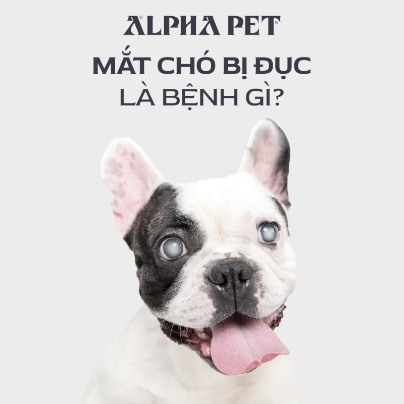 Mắt chó bị đục là bệnh gì?