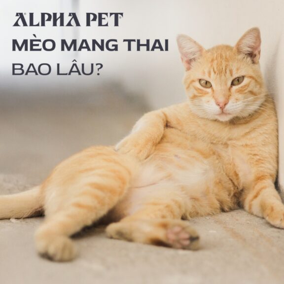 Mèo mang thai bao lâu?