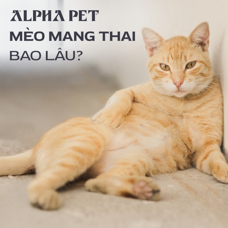 Mèo mang thai bao lâu?
