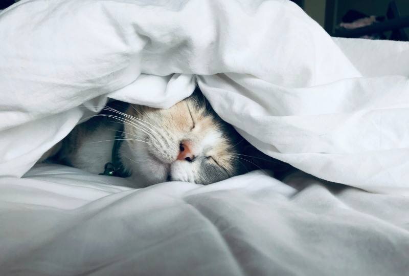 Mèo ngủ bao nhiêu tiếng một ngày?