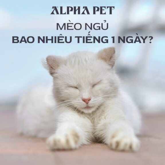 Mèo ngủ bao nhiêu tiếng một ngày?