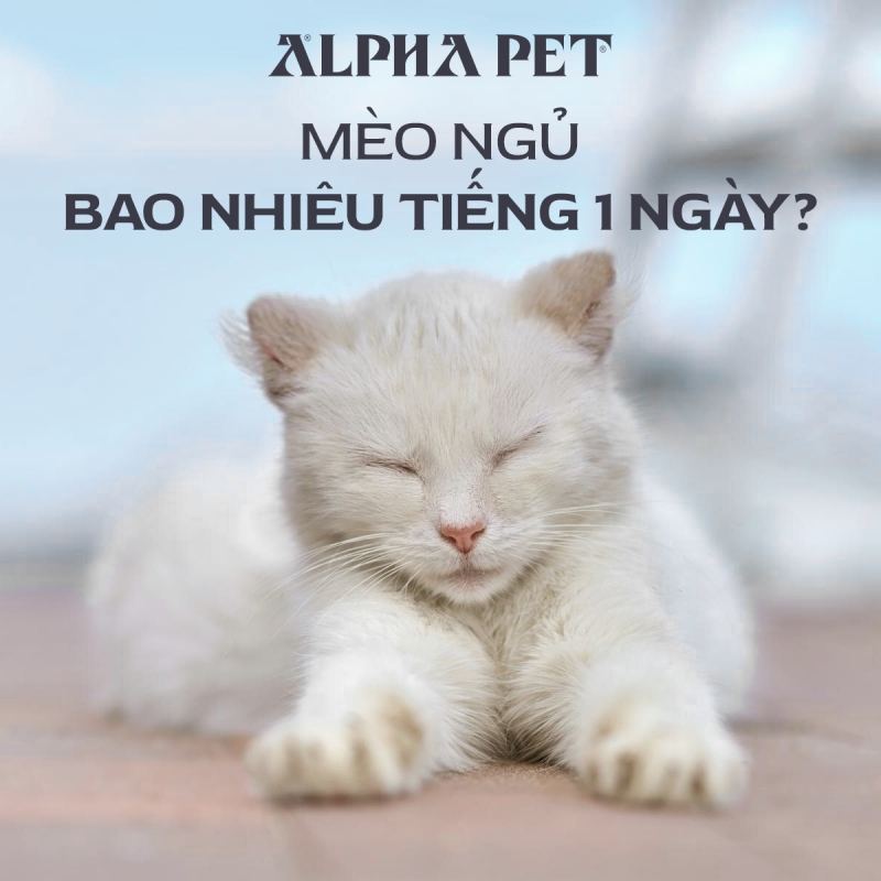 Mèo ngủ bao nhiêu tiếng một ngày?
