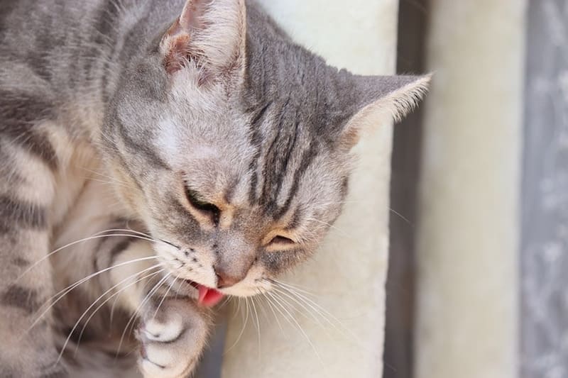 Mèo nôn ra búi lông có nguy hiểm không?