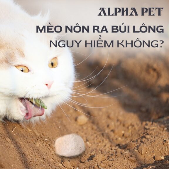 Mèo nôn ra búi lông có nguy hiểm không?