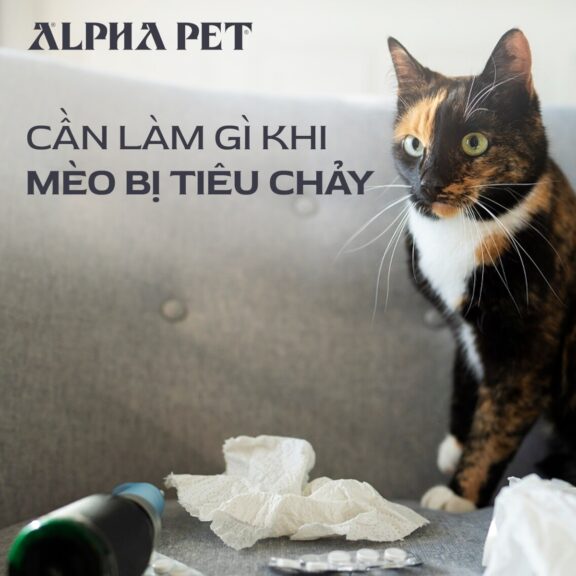 Cần làm gì khi mèo bị tiêu chảy