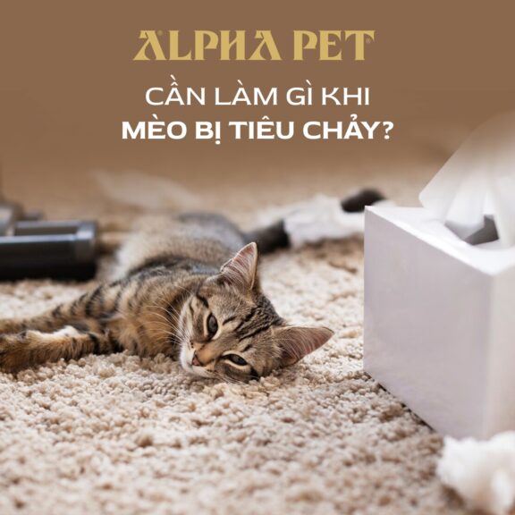 Cần làm gì khi mèo bị tiêu chảy?