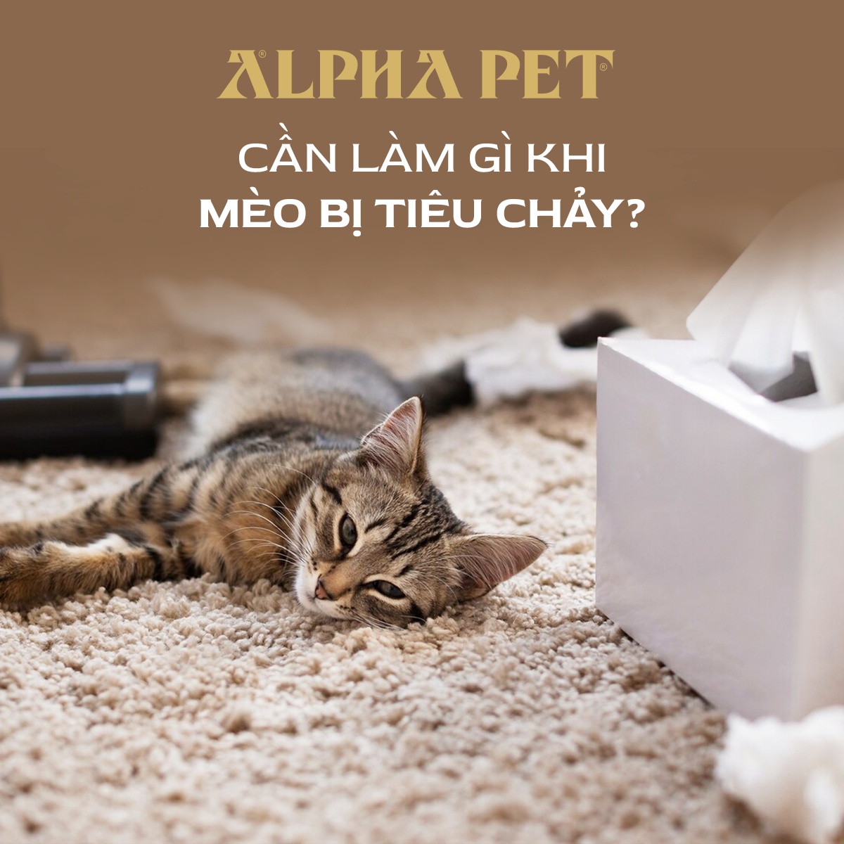 Cần làm gì khi mèo bị tiêu chảy?