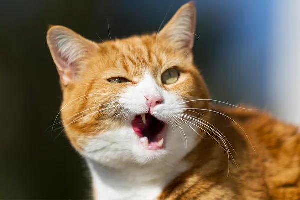 Cần làm gì khi mèo bị tiêu chảy