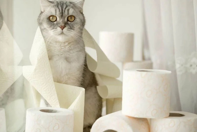 Cần làm gì khi mèo bị tiêu chảy? 