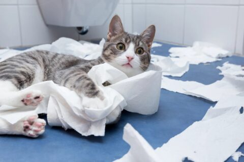 Cần làm gì khi mèo bị tiêu chảy? 