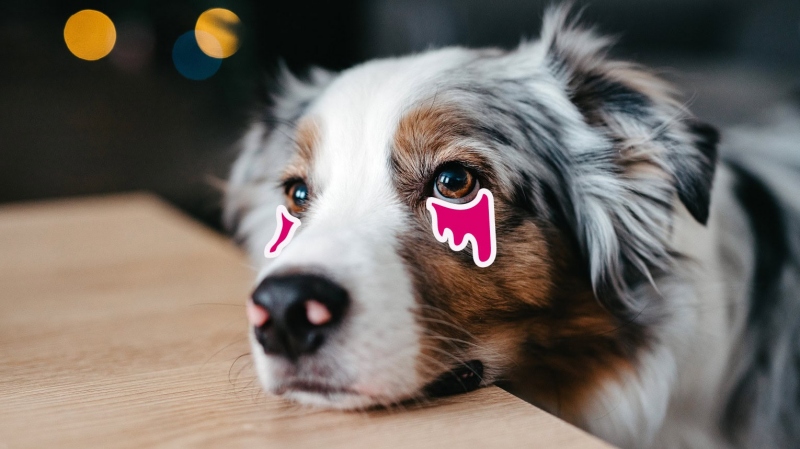 Chó bị parvo có nguy hiểm không?