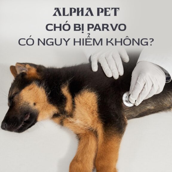 Chó bị parvo có nguy hiểm không?