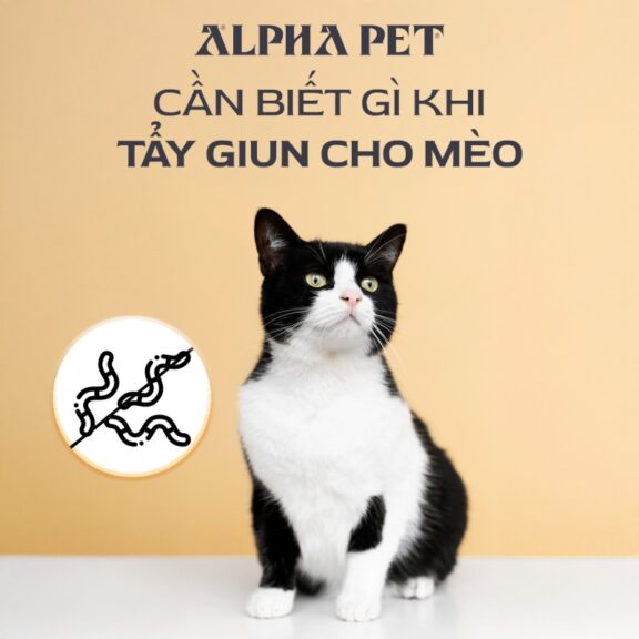 Cần biết gì khi tẩy giun cho mèo