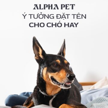Ý tưởng đặt tên cho chó hay