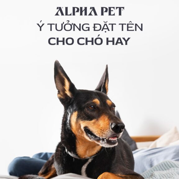 Ý tưởng đặt tên cho chó hay