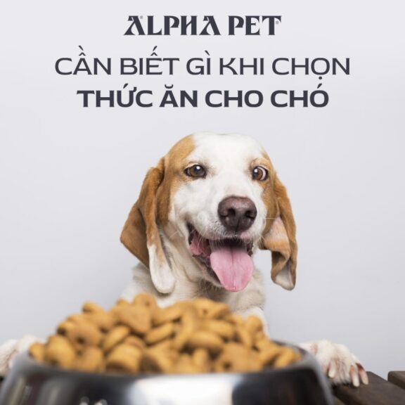 Cần biết gì khi chọn thức ăn cho chó