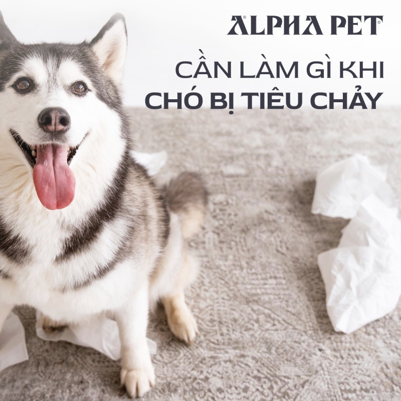 Cần làm gì khi chó bị tiêu chảy