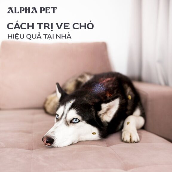 Cách trị ve chó hiệu quả tại nhà