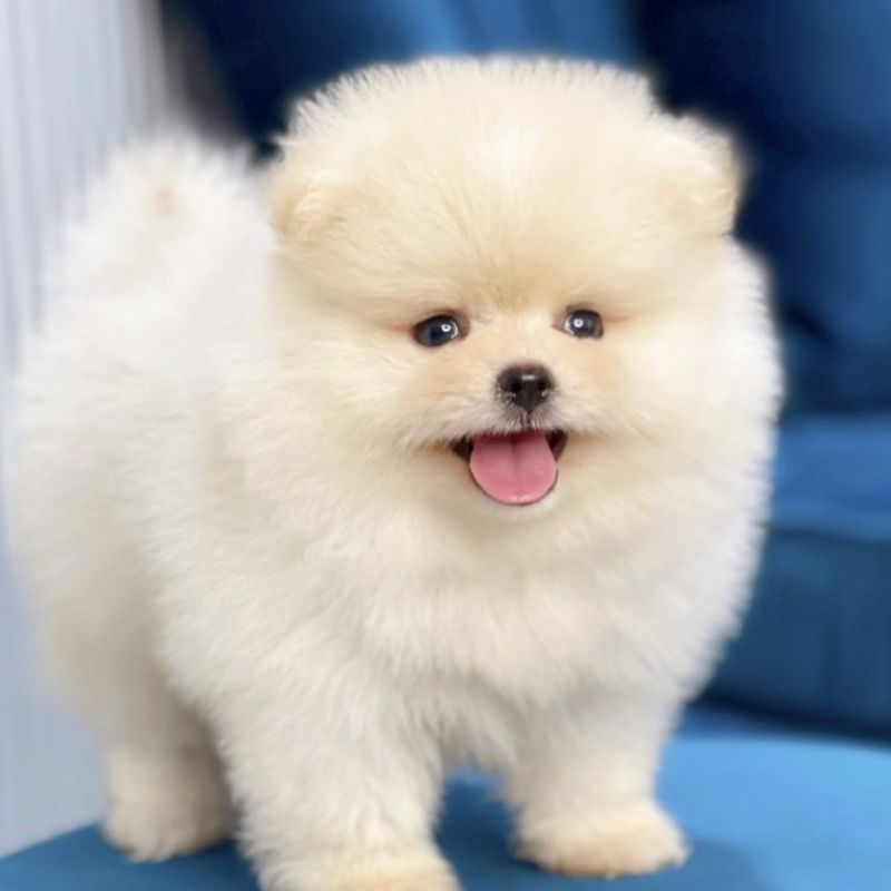 Tìm hiểu các giống chó phổ biến.