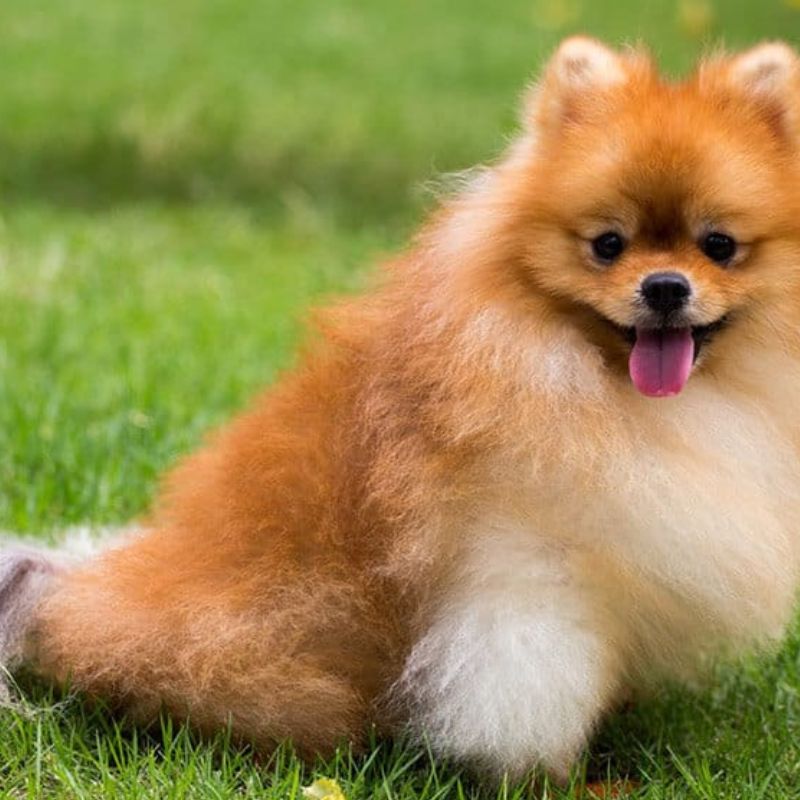 Giống chó lông xù đáng yêu.