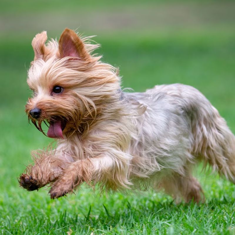 Giống chó năng động và nhỏ nhắn.