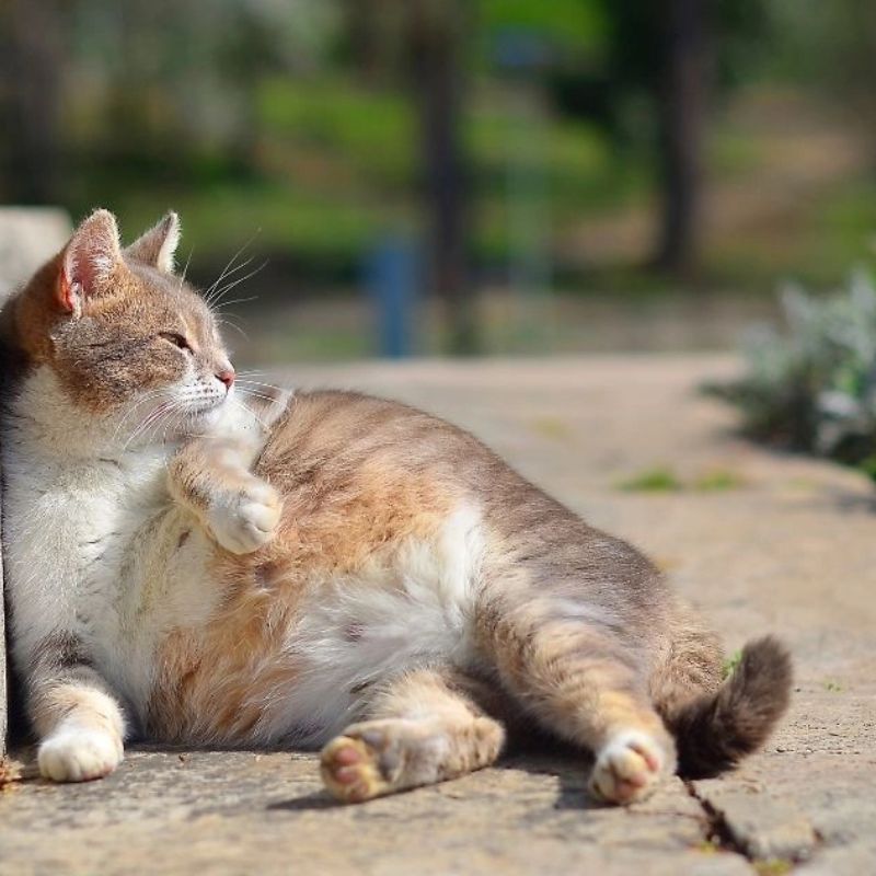 Các giai đoạn thai kỳ của mèo bạn cần biết.