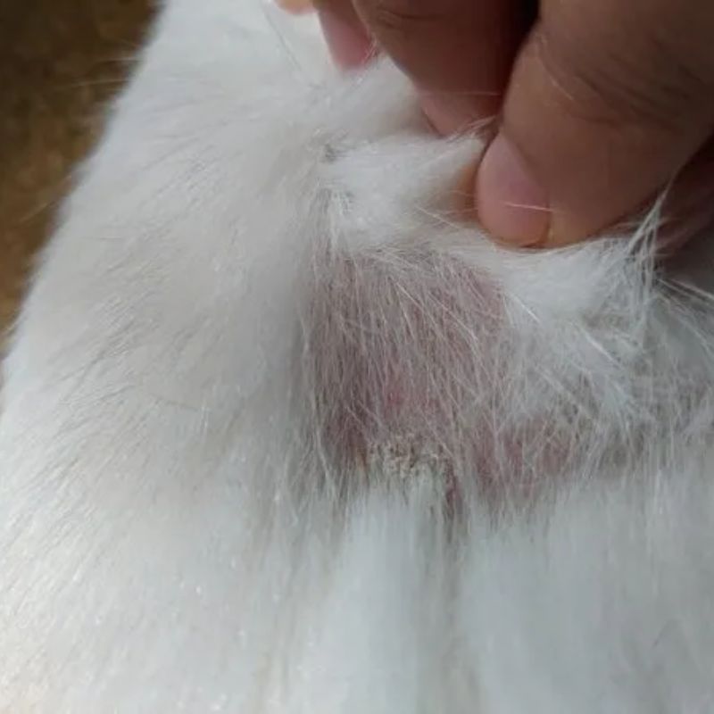 Dấu hiệu nhận biết nấm ở mèo.