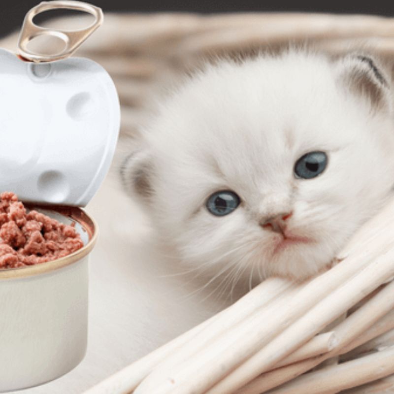Yếu tố cần xem xét khi lựa chọn pate mèo.