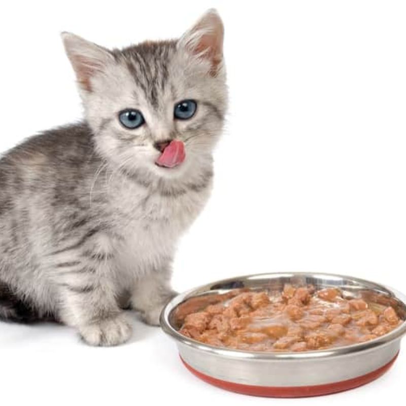 Cách nhận biết pate mèo chất lượng cao.