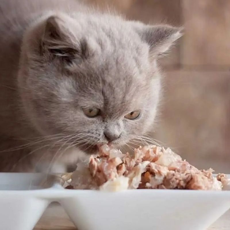Sử dụng pate mèo phù hợp với độ tuổi.