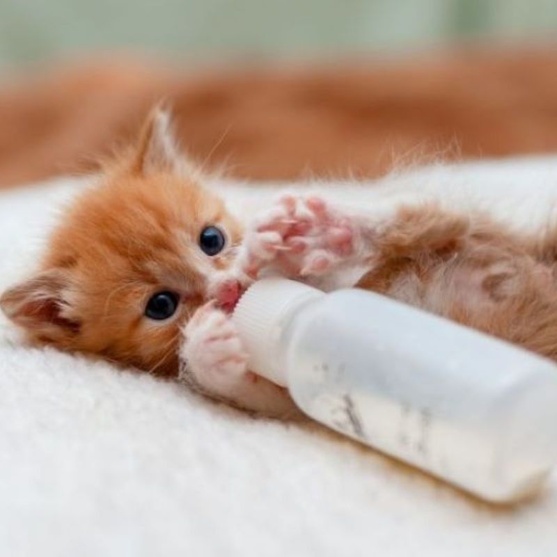 Có rất nhiều loại sữa cho mèo con bạn nên tham khảo.