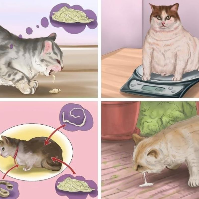 Cần tìm hiểu phương pháp và thời điểm tẩy giun cho mèo.