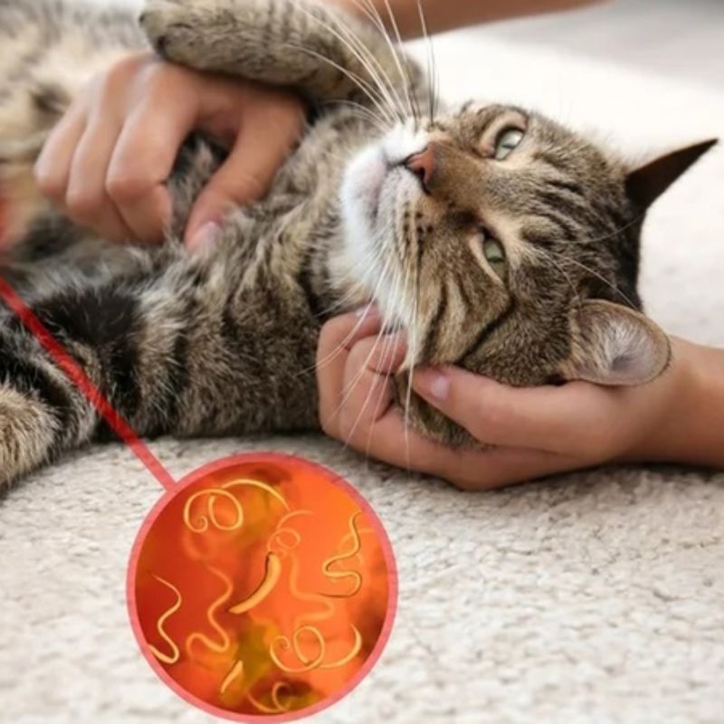 Có nhiều loại giun ở mèo.