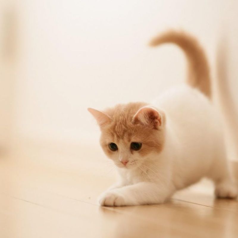 Phương pháp kéo dài tuổi của mèo.