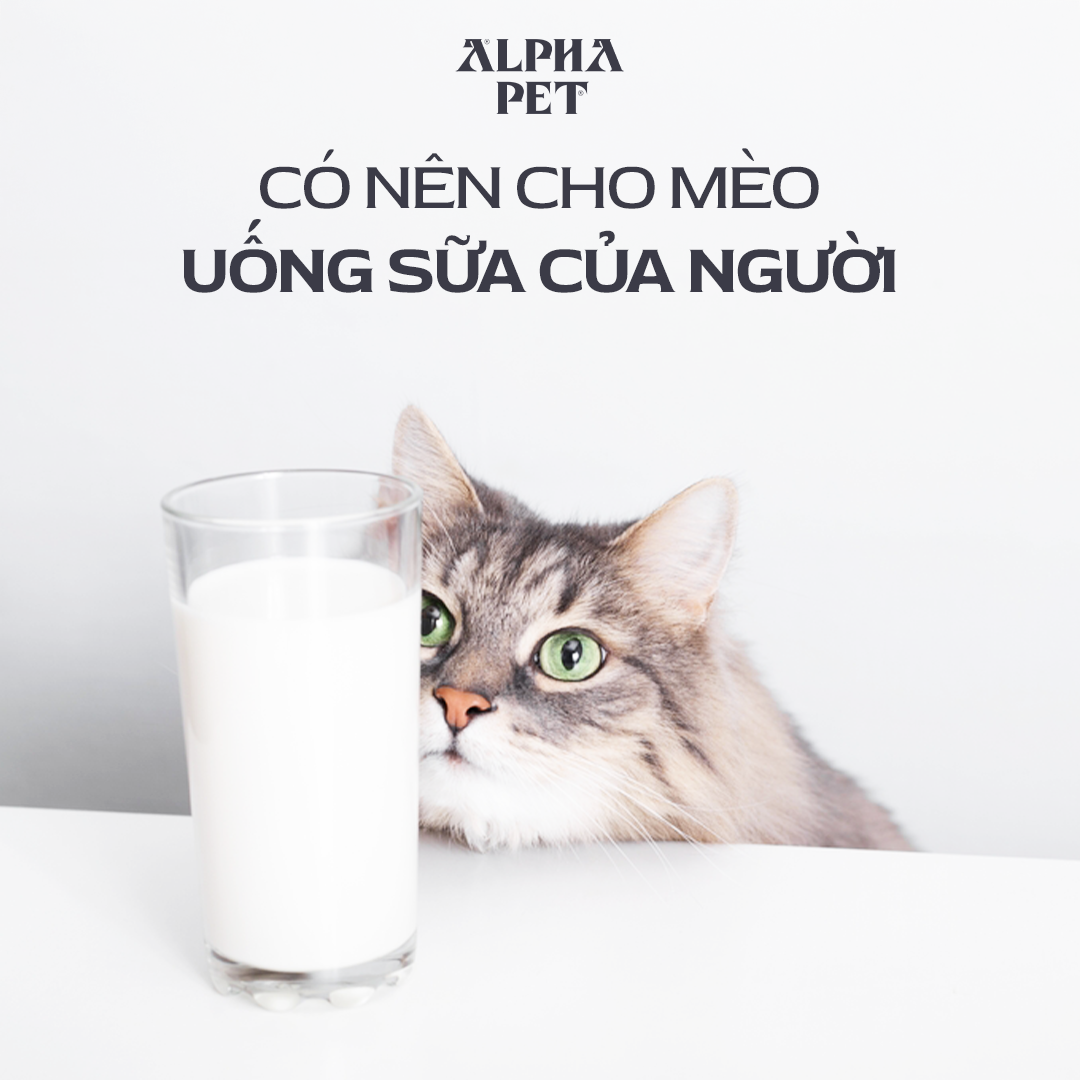 Tìm hiểu có nên cho mèo uống sữa của người.