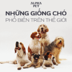 Khám phá những giống chó phổ biến trên thế giới.