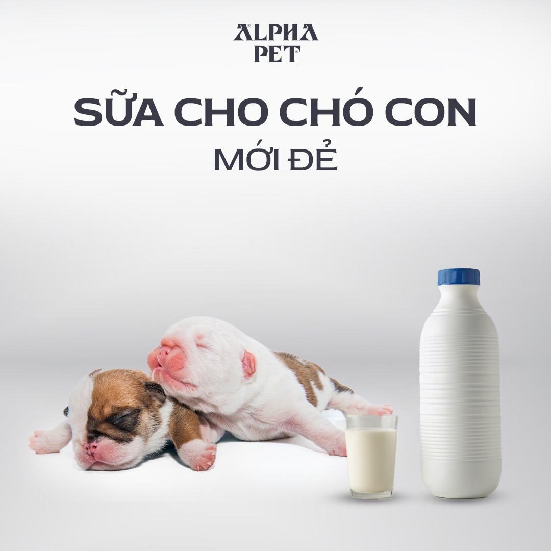 Các loại sữa cho chó con mới đẻ.