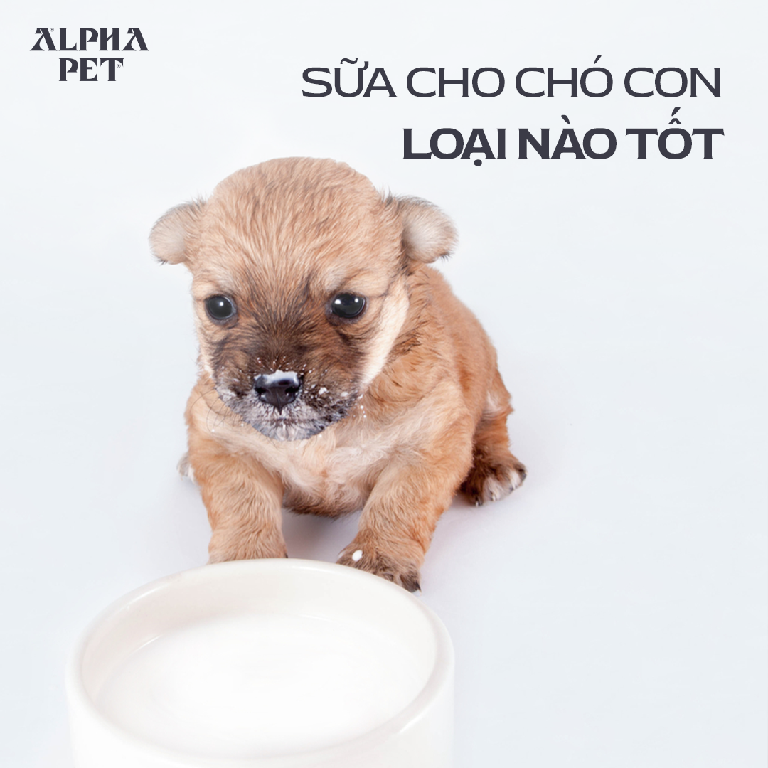 Chọn sữa cho chó con chất lượng.