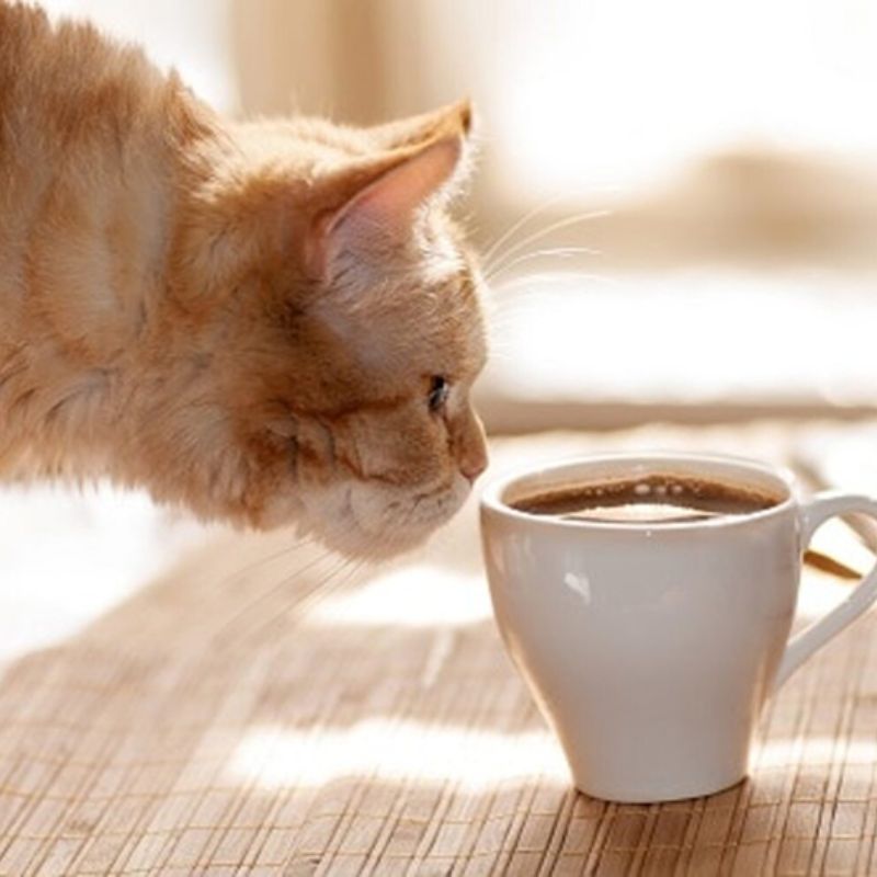 Đi cà phê mèo cần chú ý tới vật dụng cá nhân của mình.