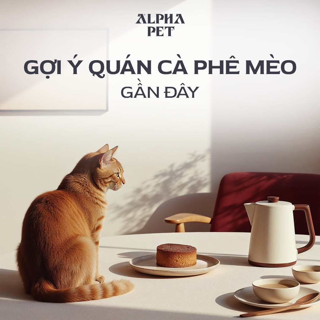 Tham khảo list cà phê mèo gần đây.