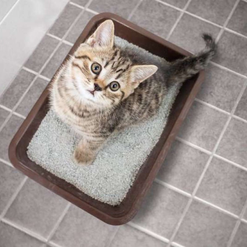 Bố trí hộp cát giúp huấn luyện mèo đi vệ sinh đúng chỗ.