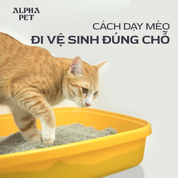 Học cách dạy mèo đi vệ sinh đúng chỗ.