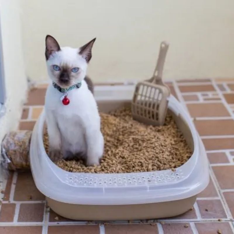 Có một số chiến lược giúp chủ nuôi không bị sai lệch khi dạy mèo đi vệ sinh đúng chỗ.