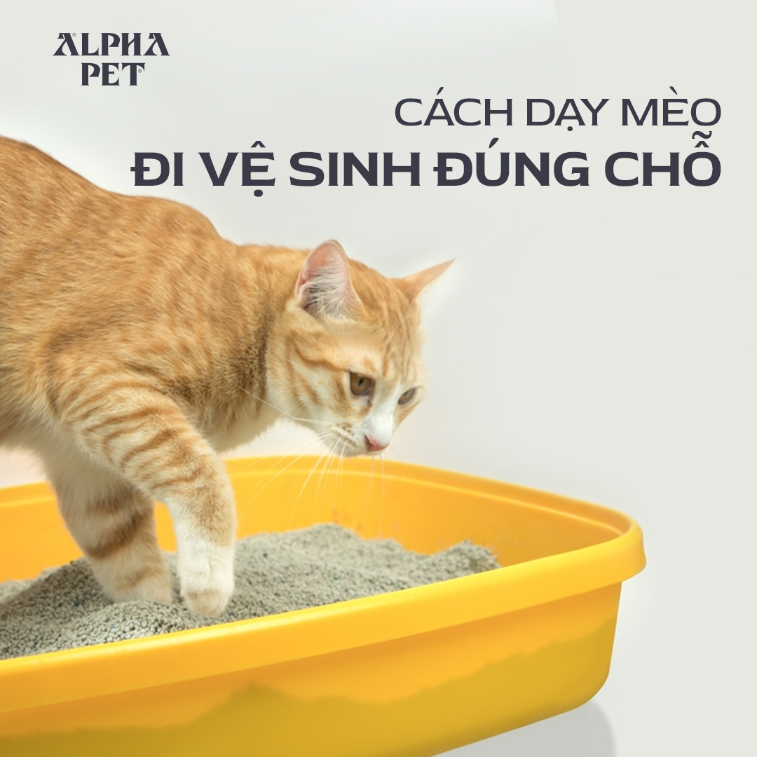 Học cách dạy mèo đi vệ sinh đúng chỗ.
