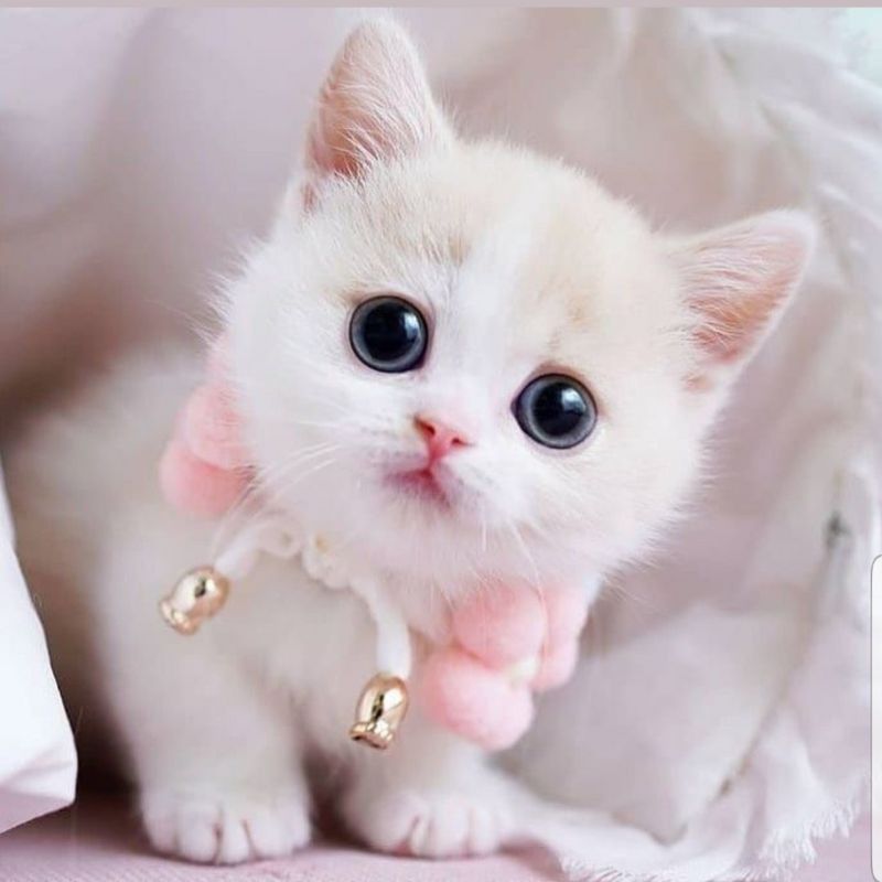 Cách tính tuổi mèo giai đoạn sơ sinh.