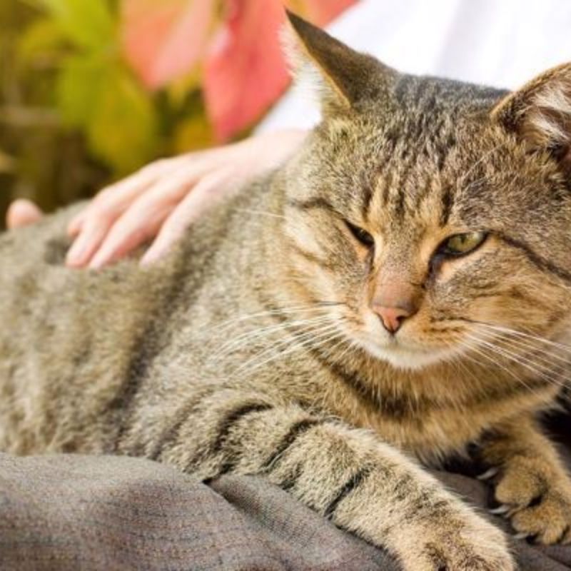 Tính tuổi trong giai đoạn mèo lão hóa.