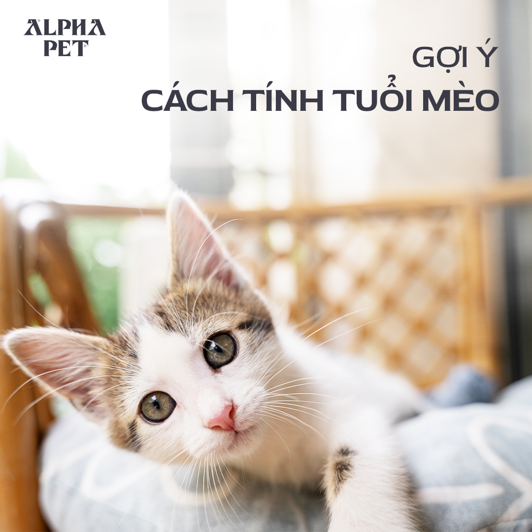 Cách tính tuổi mèo chuẩn xác cho bạn tham khảo.